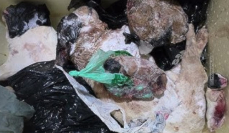 video-medico-preso-mantinha-ca