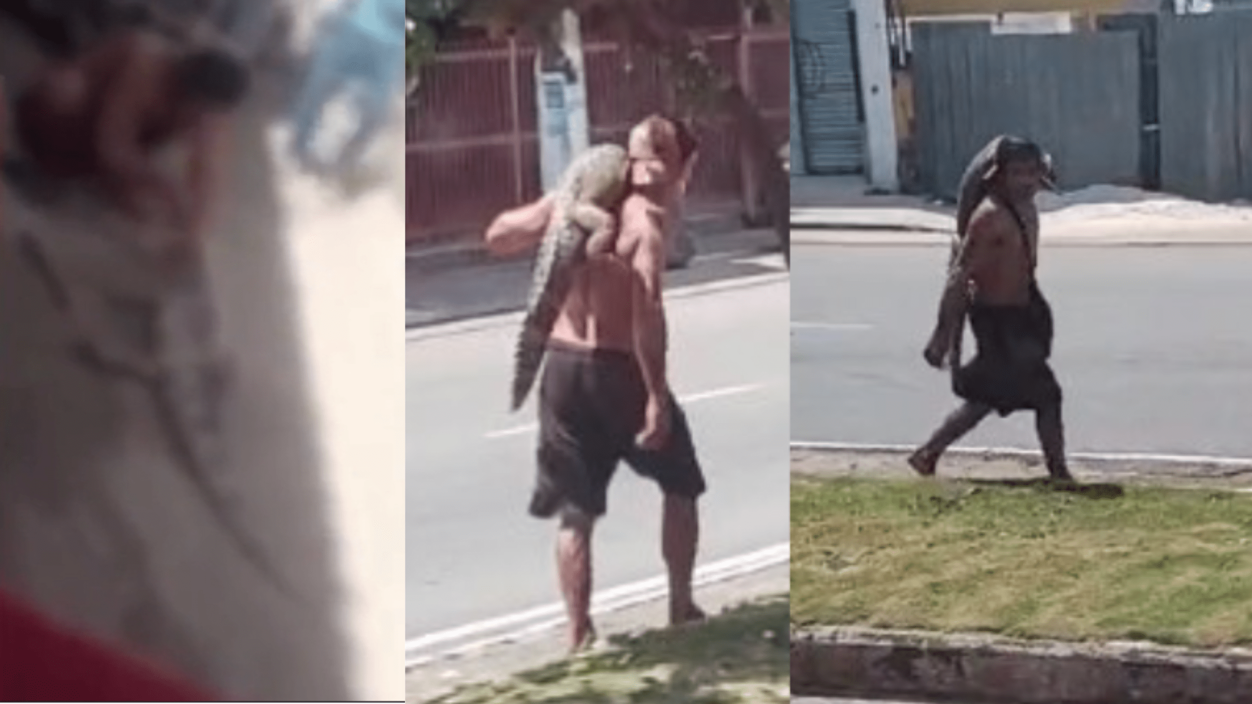 video-homem-que-carregou-jacar