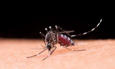 dia-mundial-contra-os-mosquito