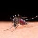 dia-mundial-contra-os-mosquito