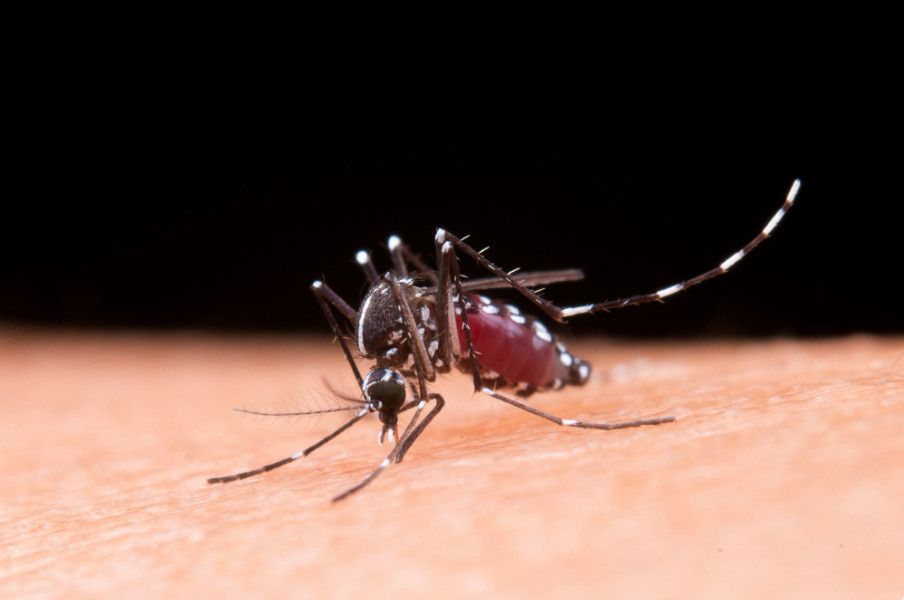 dia-mundial-contra-os-mosquito