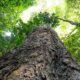 mudanca-climatica-gigantes-da-