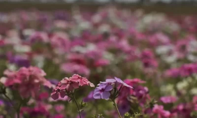 primavera-comeca-com-chegada-d
