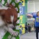 joana-darc-morte-cachorro-canal92am