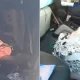 motorista-para-rodoanel-com-ca