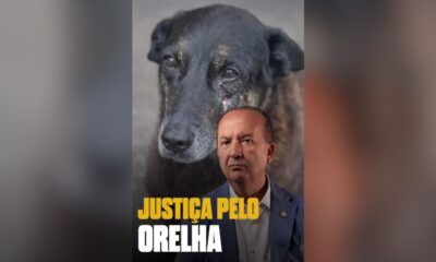 cao-orelha-jorginho-mello-canal92am
