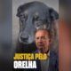 cao-orelha-jorginho-mello-canal92am