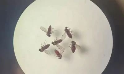 mosquito-culicoides-paraensis1-canal92am