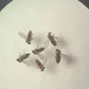 mosquito-culicoides-paraensis1-canal92am