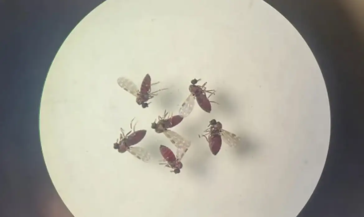 mosquito-culicoides-paraensis1-canal92am