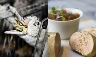 foie gras-proibição-venda-brasil-canal92am