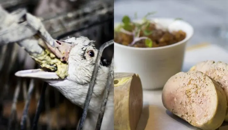 foie gras-proibição-venda-brasil-canal92am