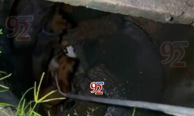 CACHORROS_BUEIRO_MANAUS_CANAL92AM