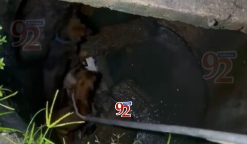 CACHORROS_BUEIRO_MANAUS_CANAL92AM