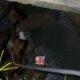CACHORROS_BUEIRO_MANAUS_CANAL92AM