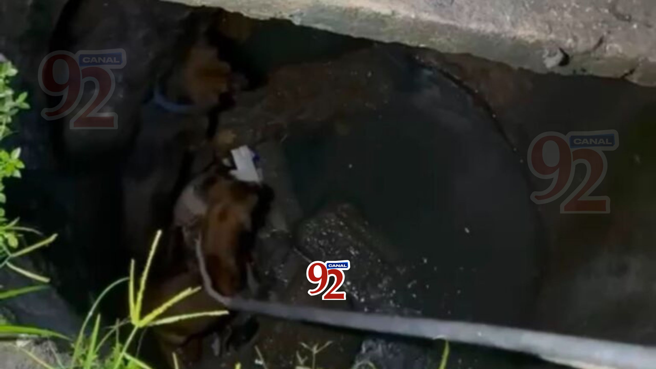 CACHORROS_BUEIRO_MANAUS_CANAL92AM