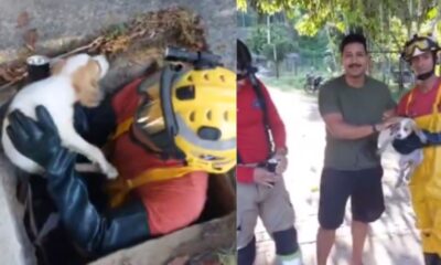 cachorro_bueiro_manaus_resgate_canal92am