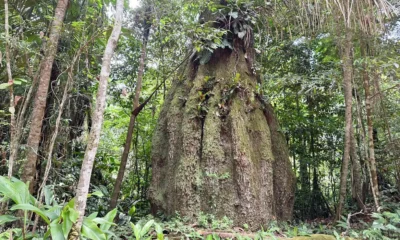 amazonas-ganha-quatro-reservas