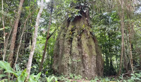 amazonas-ganha-quatro-reservas