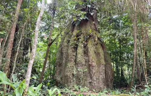 amazonas-ganha-quatro-reservas