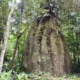 amazonas-ganha-quatro-reservas