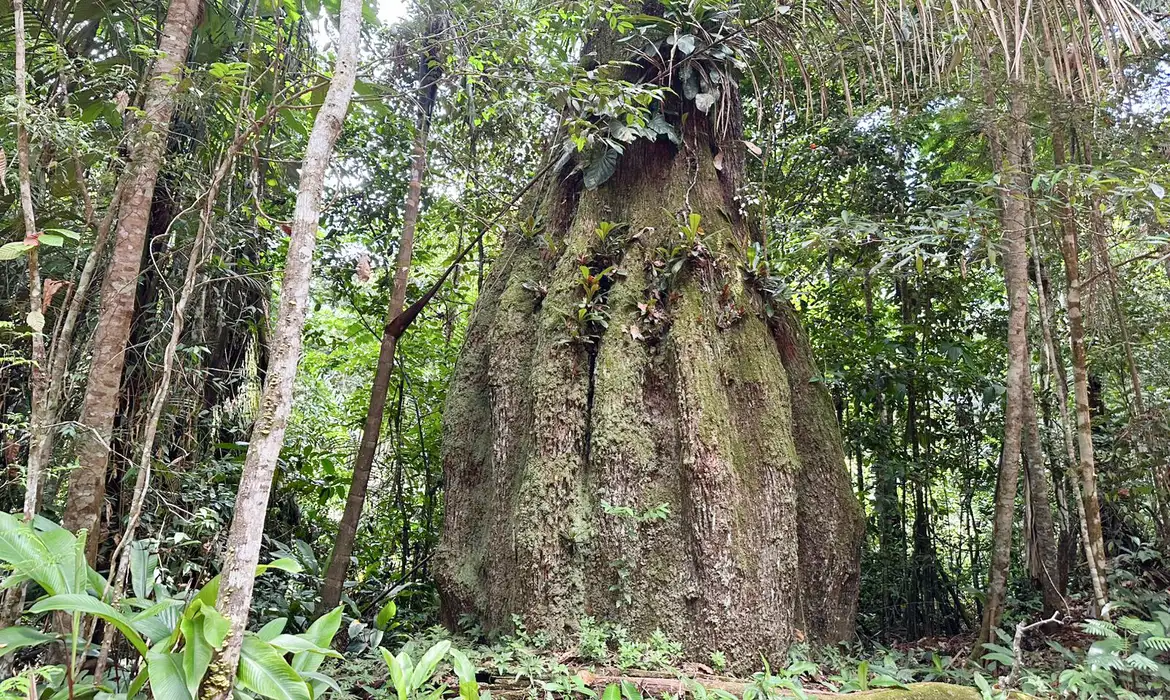 amazonas-ganha-quatro-reservas